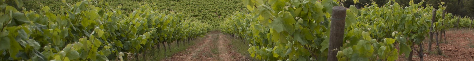 Moció en defensa del sector de la vinya com a element dinamitzador del territori