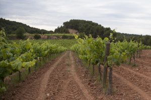 Moció en defensa del sector de la vinya com a element dinamitzador del territori