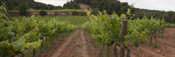 Moció en defensa del sector de la vinya com a element dinamitzador del territori