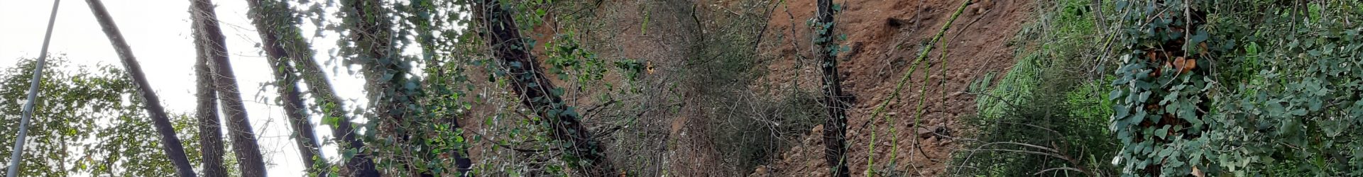 Sol·licitud de senyalització i actuació per evitar el perill per caiguda d’arbres