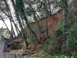 Sol·licitud de senyalització i actuació per evitar el perill per caiguda d’arbres