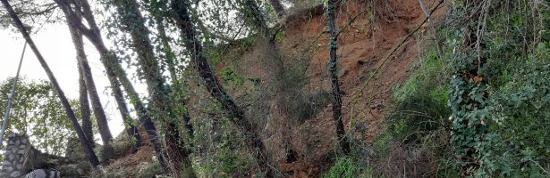 Sol·licitud de senyalització i actuació per evitar el perill per caiguda d’arbres
