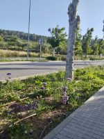 Sol·licitud idoneïtat actuació c/Segimon Tomeu