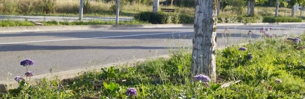 Sol·licitud idoneïtat actuació c/Segimon Tomeu